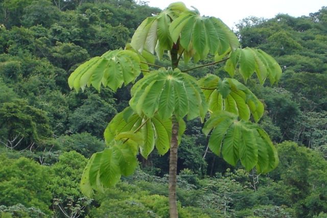 encyclopedie AMbaiba